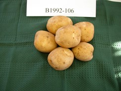 /ARSUserFiles/80420555/Potato Releases/Elkton/B1992-106 001 - tubers.jpg